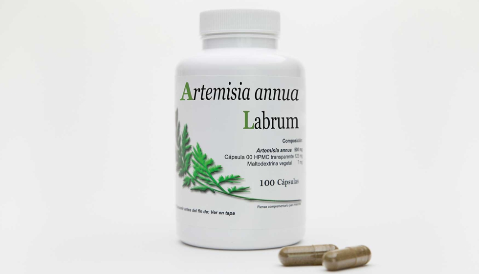 Artemisia Labrum