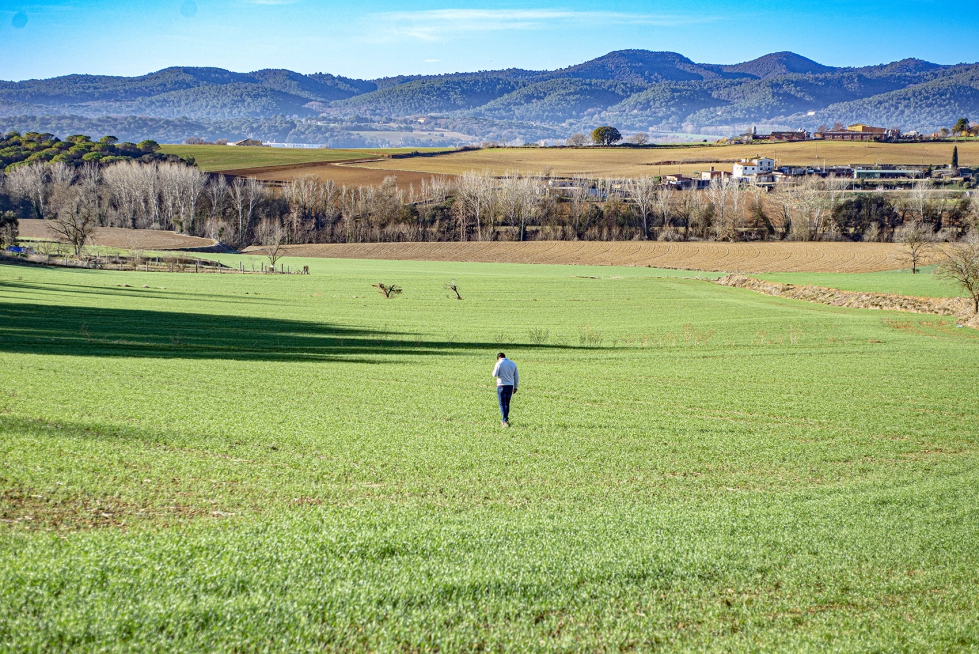 Miquel Badosa supervisa el crecimiento del trigo 'Florence Aurora' y de hierbas adventicias en una plantacin de Cornell del Terri, Girona...
