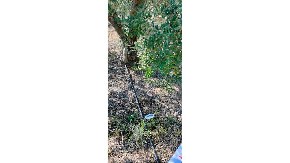 Foto 3. En el proyecto se va a relacionar la temperatura del suelo con la composicin y productividad de ls olivos cultivados en dichos suelos...