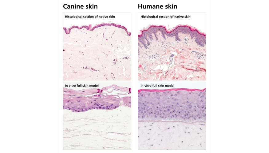 Las secciones histolgicas de piel canina nativa (arriba a la izquierda) y piel humana (arriba a la derecha) muestran que los perros tienen una...