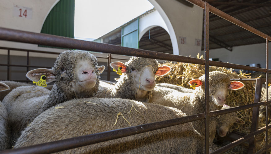 Ejemplares de Ovino Precoz en la finca El Cuartillo de la Diputaci�n de C�ceres