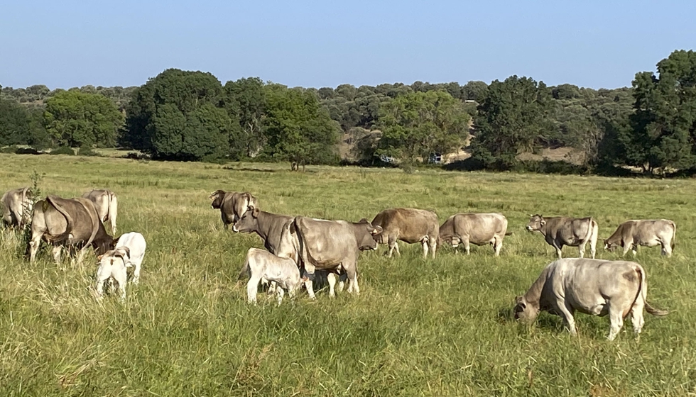 Rebao de ganado vacuno en el campo