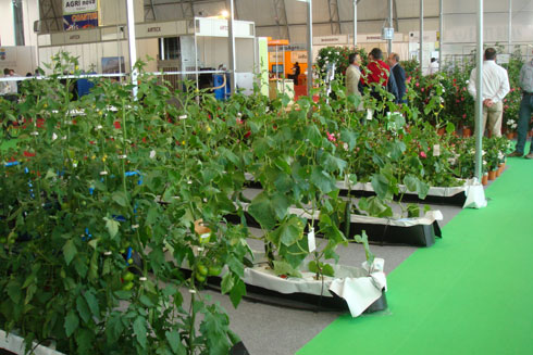 En los tres tneles de tipo gtico se podan observar copiosos cultivos de tomate, pepino y meln