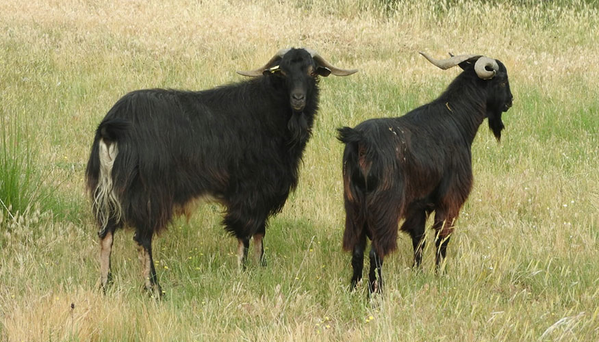 Ejemplares de Cabra del Guadarrama