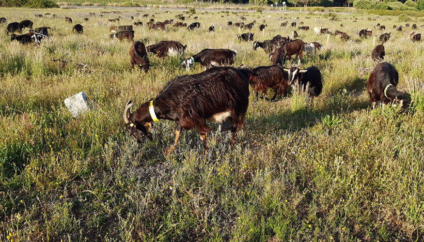 Animales de la raza en una zona de pasto