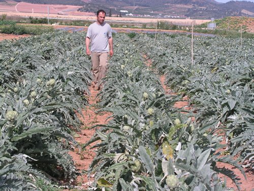 La alcachofa, de gran importancia en la horticultura valenciana y en el resto del pas. En la imagen, un campo de ensayo incluido en la red del IVIA...