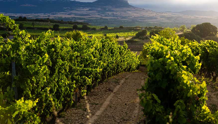 En un contexto de cada global de las ventas de vino, la DOCa Rioja logra mantenerse como lder...