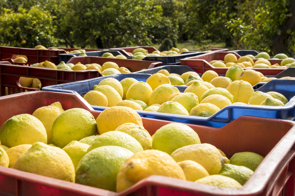 La explosi�n productiva en el cultivo de lim�n en Espa�a se ha dado este a�o tras una d�cada de crecimiento constante de plantaciones y mejora de la...
