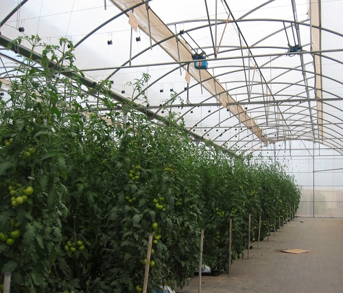 Manejar las plantas con entutorado alto y descuelgue de tallos es bsico para lograr elevadas producciones y ptima calidad...