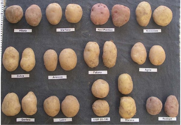 Variedades de experimentacin de patatas, por parte del ITGA, sembradas durante la campaa anterior en los montes de Cierzo (Navarra). Foto: ITGA...