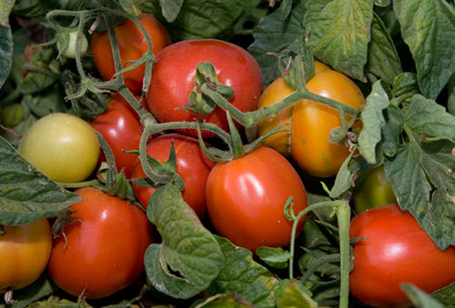Desde el centro tecnolgico extremeo se buscan soluciones alternativas a los procesos productivos de semielaborados de tomate para as incrementar...