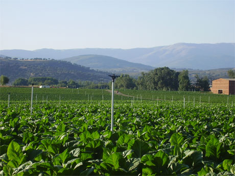 Field of tobacco Jaraiz de la Vega (Cceres). Photo: (C). Daz