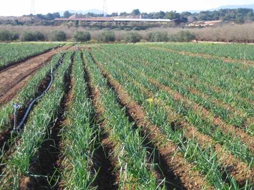 En la imagen, cultivo de calots en el IRTA de Cabrils. Foto: IRTA