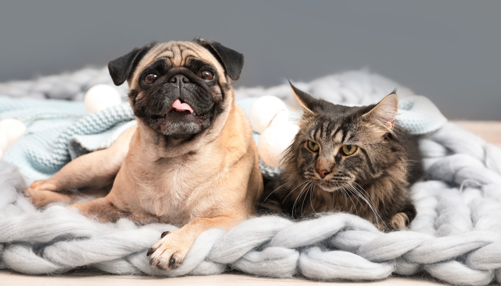 Quita Eliminador Motas Limpia Pelos De Mascota Perros Y Gato