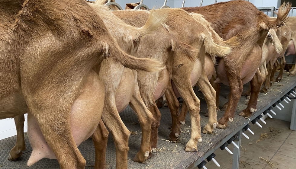 Cabras de raza Malaguea en posicin de ordeo