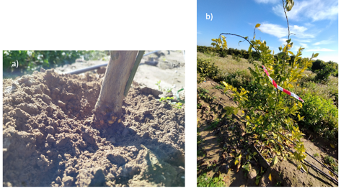 Figura 2. a) Sntoma visible de Phytophthora spp. en tallo de plantn de naranjo; b) Defoliacin causada por Phytophthora spp. en etapa intermedia...