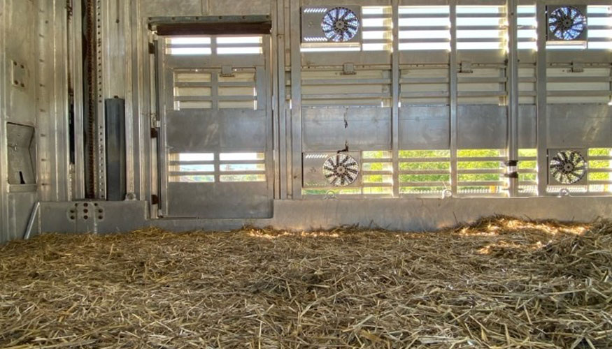 Interior del camin de transporte de terneros