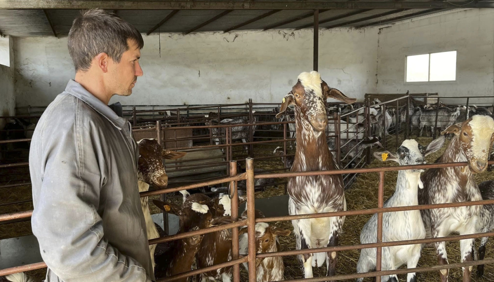 Jos Antonio, ganadero de raza Florida en la localidad pacense de Maguilla