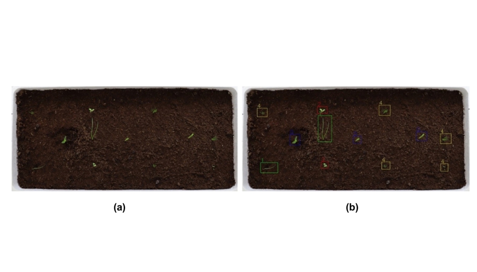 Figura 3. (a) Imagen sin procesar del cultivo a 15 das despus de la siembra. (b) Imagen procesada del cultivo a 15 das despus de la siembra...