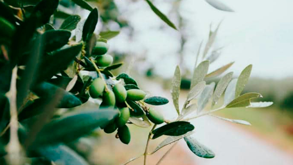 Foto de Aceite de oliva en Italia: una gua del mejor aceite de oliva italiano