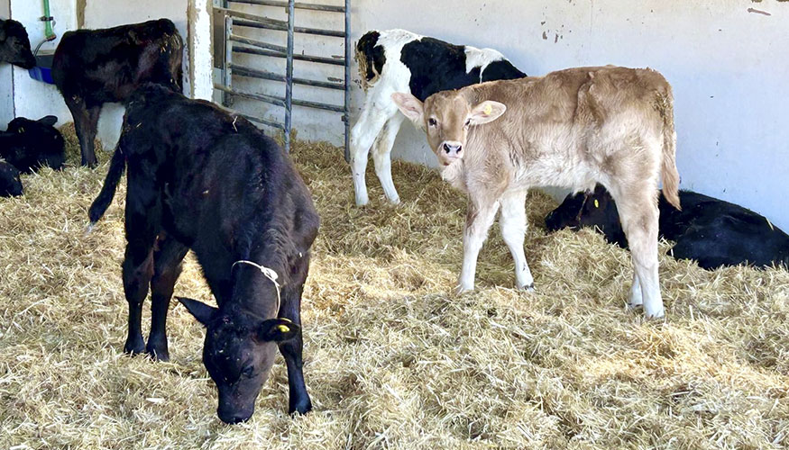 Novillas en una granja de vacuno de leche de Canarias