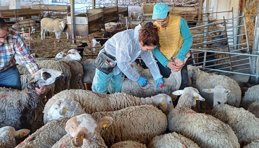 Vacunacin contra la lengua azul en un rebao de ganado ovino