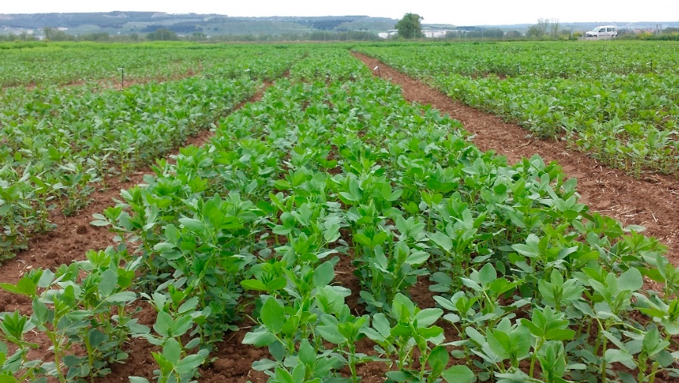 Cultivo de alberjones en los campos experimentales del ITACYL (Valladolid)