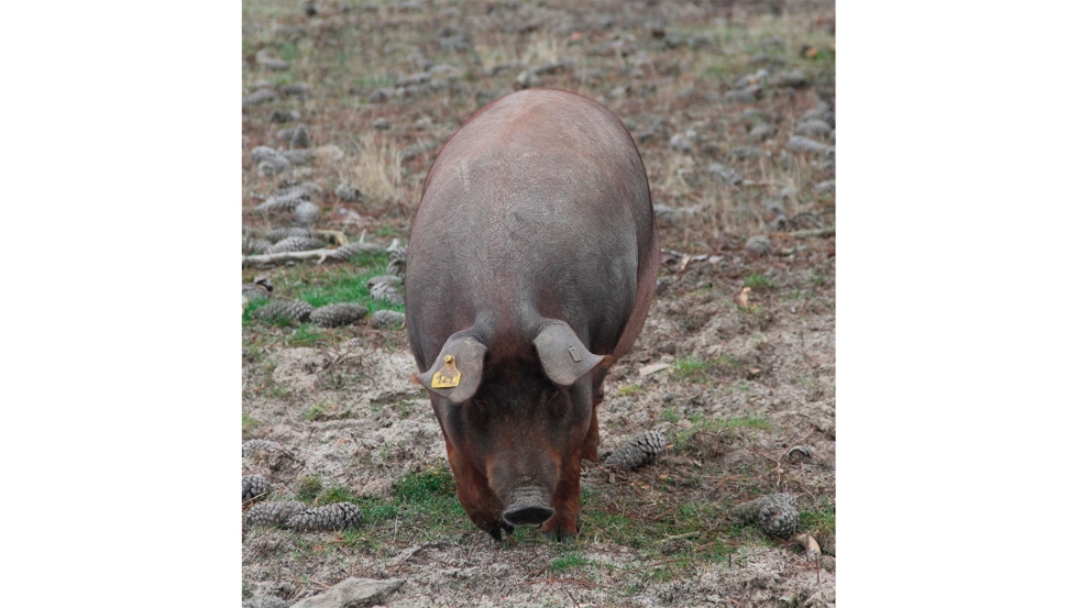 Porcino Ibrico cruzado alimentndose Cerdo ibrico cruzado (Centro de Pruebas de Porcino)