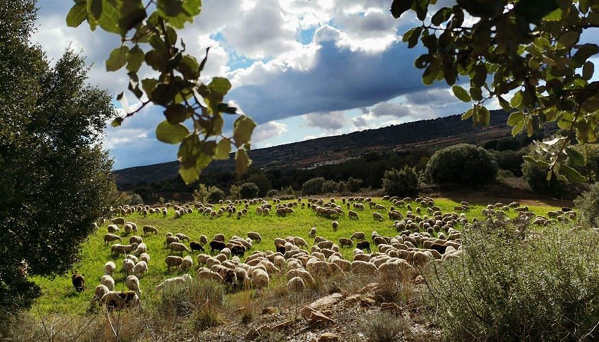 Rebao ovino extensivo en Castilla-La Mancha