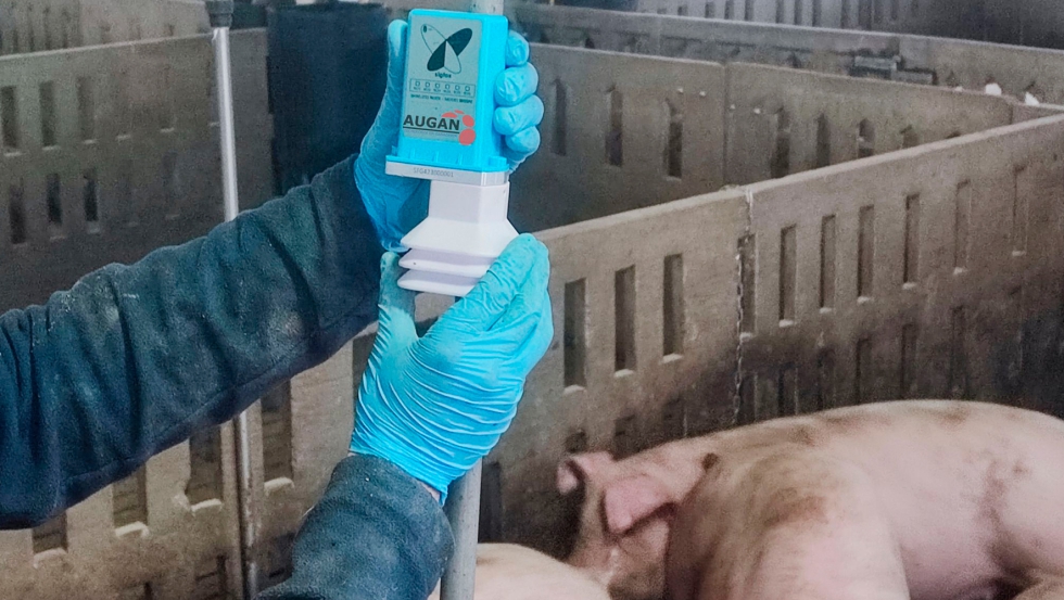 Los sensores de Augan se ubican a nivel cabeza del ganado para control de gases y condiciones ambientales