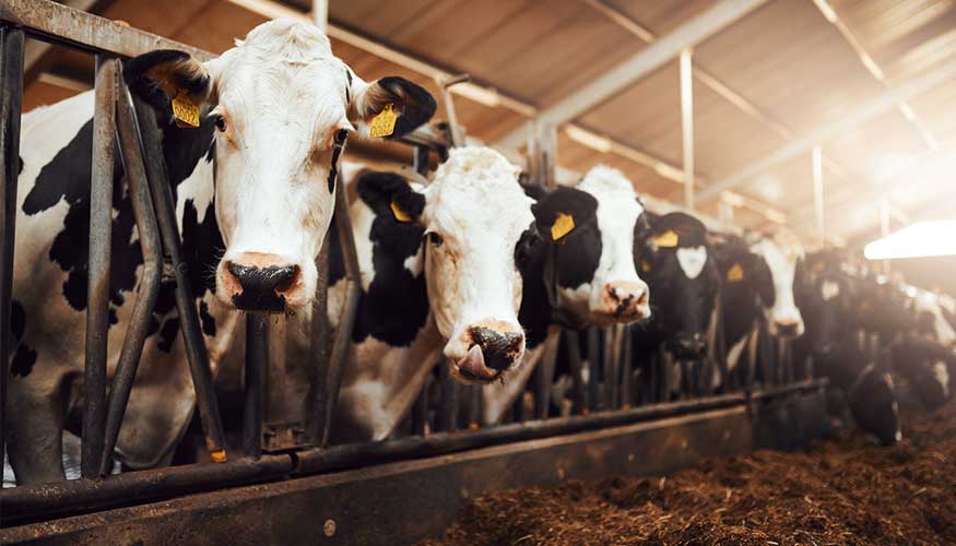 Vacas de aptitud lctea en una explotacin ganadera