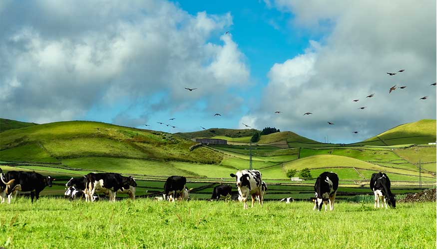 Vacas lecheras en un campo de hierbas