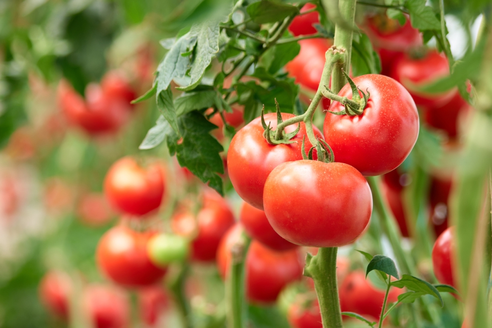 En el caso del tomate, su aplicacin permite protegerle frente a Pseudomonas syringae, una bacteria que provoca grandes daos...