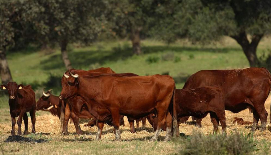 Ganado vacuno en la provincia de Badajoz