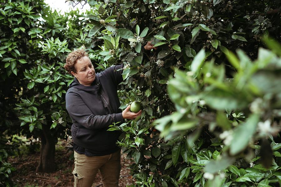 Una antigua camarera reconvertida en agricultora en Canarias. Efeagro/Miguel Barreto