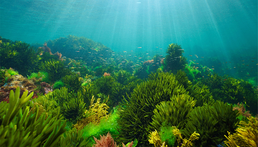 Purina se ha asociado con expertos para ayudar a restaurar las praderas marinas y los arrecifes de ostras y algas...