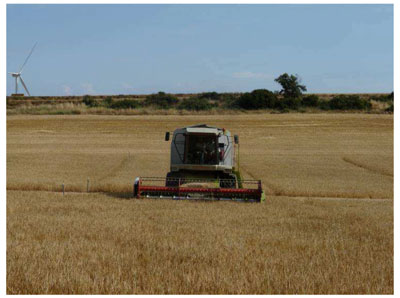 Segando campo experimental. Foto: Gesfer