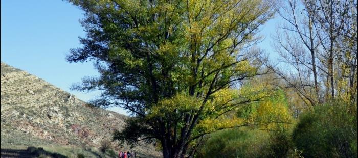 Chopo cabecero en Aguilar de Alfambra