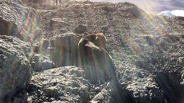 El perro en cima del Kilimanjaro (FOTO: John Messe)