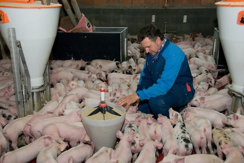 Jaume Bernis en su explotacin porcina, donde tiene salas de maternidad y tambin de destete. Foto: JARC