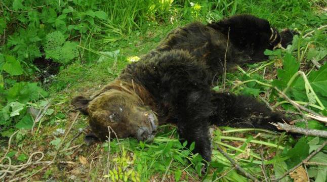 Oso muerto en Quirs Parque Natural de las Ubias-La Mesa