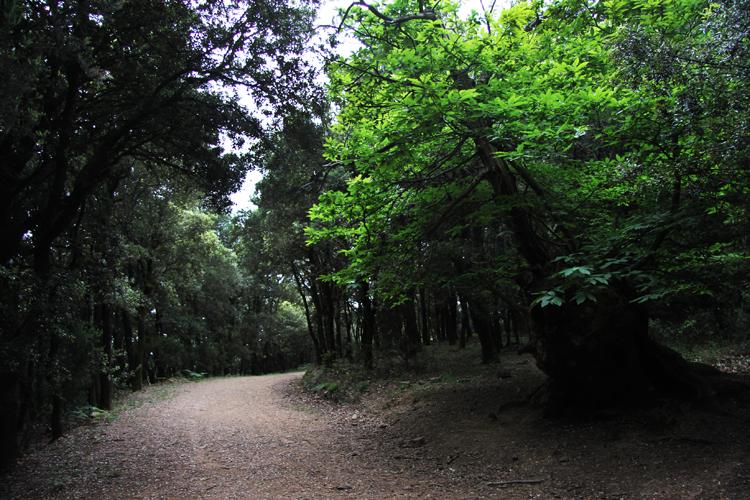 Parque natural del Montseny (FOTO: Beat Zaldua)