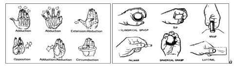 Fig.2 La mano humana: a) movimientos caractersticos de los dedos; b) configuraciones de agarre, [2]