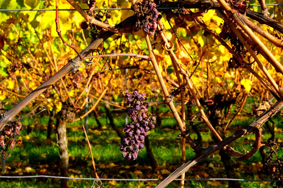 Efecto de la sequa en la produccin de uva para vinificacin