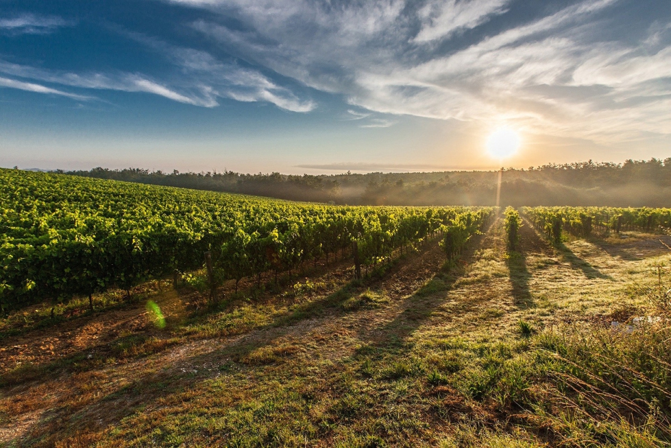 "El sector vitivincola es un sector altamente atomizado con aproximadamente 4...
