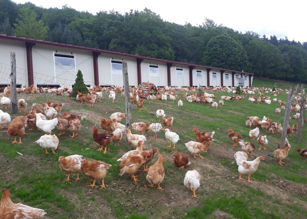 La seccin avcola ha calculado la huella de carbono de un kilo de pollo desde las granjas de recra hasta la etapa de comercializacin...