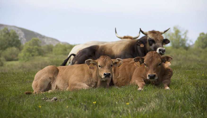 Animales de la raza Asturiana de los Valles