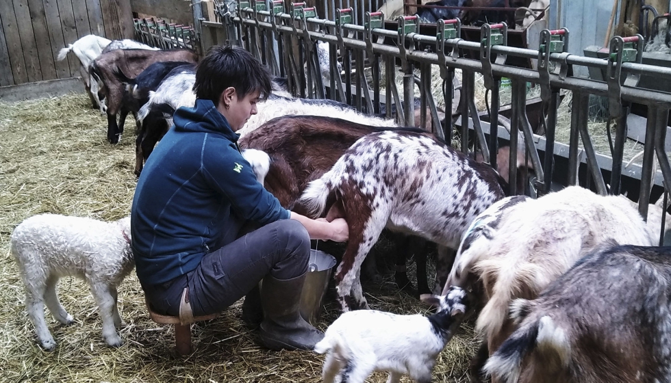 Cécile ordeña a mano unas cabras en Francia Cécile ordeña a mano unas cabras en Francia