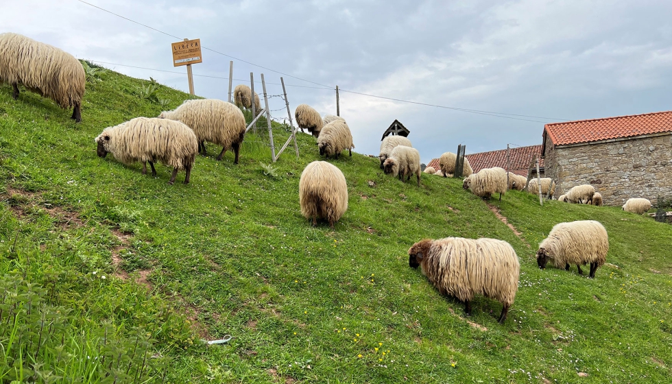 Reba�o ovino en Cantabria