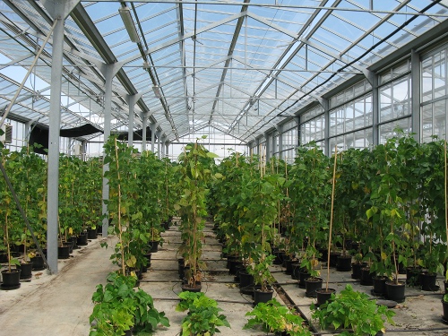 En el invernadero de cristal se trabaja en la mejora vegetal de caractersticas organolpticas de diversas variedades agrcolas tradicionales...